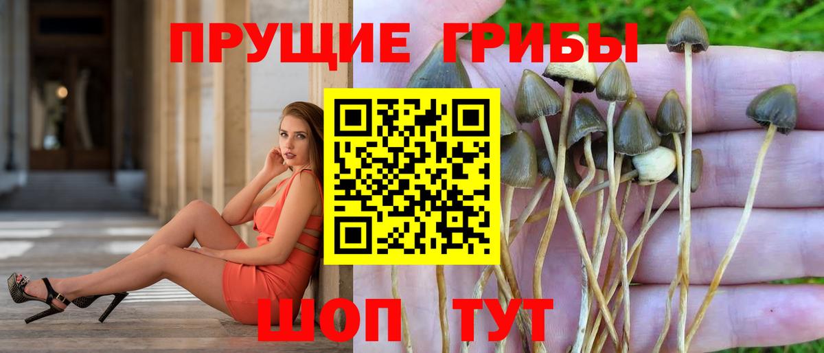 Псилоцибиновые грибы GOLDEN TEACHER Волгоград